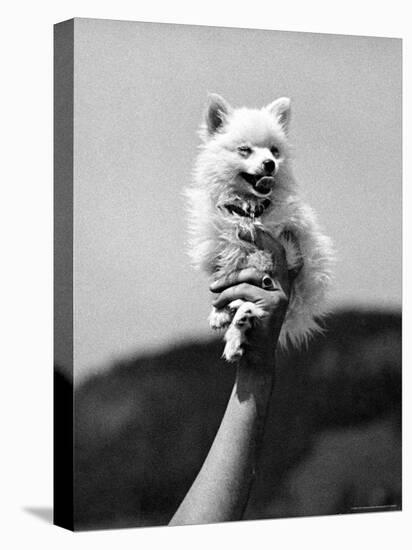 Very Small Dog Being Held Up by One Hand-Alfred Eisenstaedt-Premier Image Canvas