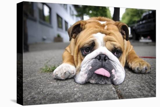 Very Tired English Bulldog-Matt Freedman-Premier Image Canvas