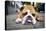 Very Tired English Bulldog-Matt Freedman-Premier Image Canvas