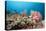 Very Varied Coral Reef, Florida Islands, the Solomon Islands-Reinhard Dirscherl-Premier Image Canvas