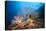 Very Varied Coral Reef, Russell Islands, the Solomon Islands-Reinhard Dirscherl-Premier Image Canvas