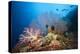 Very Varied Coral Reef, Russell Islands, the Solomon Islands-Reinhard Dirscherl-Premier Image Canvas