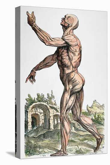 Vesalius: Muscles 02, 1543-Andreas Vesalius-Premier Image Canvas