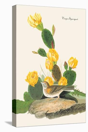 Vesper Sparrow-John James Audubon-Stretched Canvas