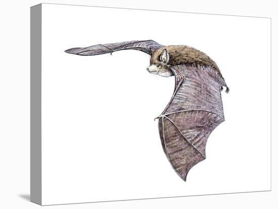 Vespertiliavus Bat-null-Premier Image Canvas
