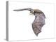 Vespertiliavus Bat-null-Premier Image Canvas