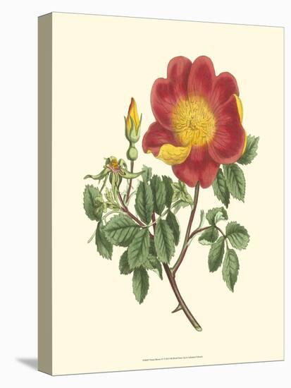 Vibrant Blooms IV-Sydenham Teast Edwards-Stretched Canvas