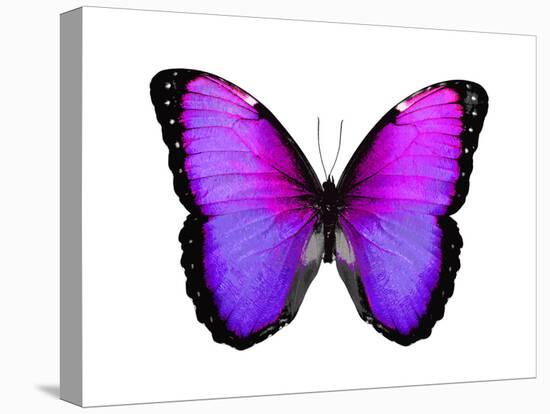 Vibrant Butterfly IV-Julia Bosco-Stretched Canvas