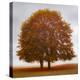 Vibrant Maples-Don Schwartz-Stretched Canvas