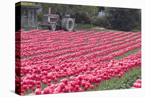 Vibrant Pink Tulips-Dana Styber-Premier Image Canvas