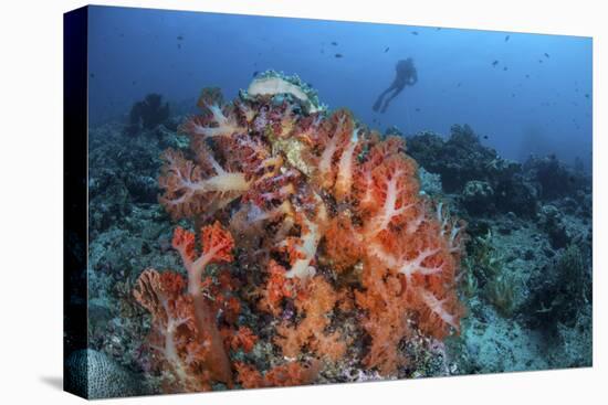 Vibrant Soft Coral Colonies Grow on a Reef in Lembeh Strait-Stocktrek Images-Premier Image Canvas