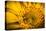 Vibrant Yellow and Orange Macro of a Sunflower-Daniil Belyay-Premier Image Canvas