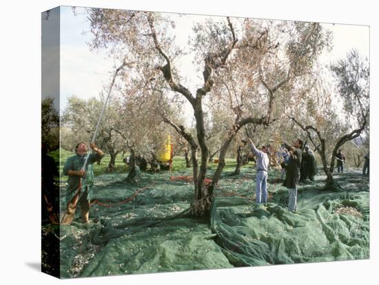 Vibrating the Olives from the Trees in the Olive Groves of Marina Colonna, Molise, Italy-Michael Newton-Premier Image Canvas