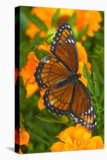 Viceroy Butterfly a Mimic of the Monarch Butterfly-Darrell Gulin-Premier Image Canvas