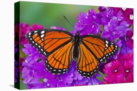 Viceroy Butterfly That Mimics the Monarch Butterfly-Darrell Gulin-Premier Image Canvas