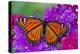 Viceroy Butterfly That Mimics the Monarch Butterfly-Darrell Gulin-Premier Image Canvas