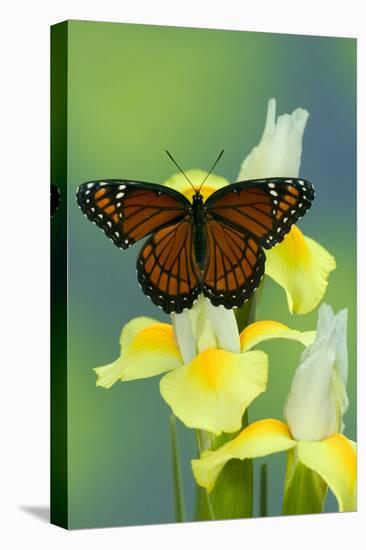 Viceroy Butterfly That Mimics the Monarch Butterfly-Darrell Gulin-Premier Image Canvas