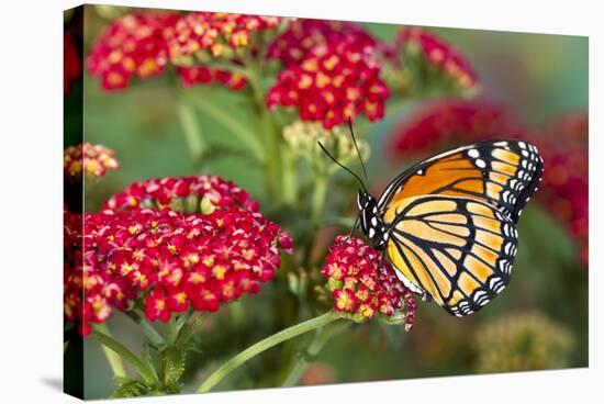 Viceroy Butterfly That Mimics the Monarch Butterfly-Darrell Gulin-Premier Image Canvas