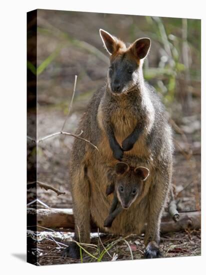 Victoria, A Wallaby and Her Joey on Phillip Island, Australia-Nigel Pavitt-Premier Image Canvas