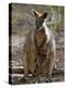 Victoria, A Wallaby and Her Joey on Phillip Island, Australia-Nigel Pavitt-Premier Image Canvas