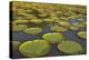 Victoria Amazonica Lily Pads on Rupununi River, Southern Guyana-Keren Su-Premier Image Canvas