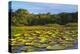 Victoria Amazonica Lily Pads on Rupununi River, Southern Guyana-Keren Su-Premier Image Canvas