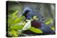 Victoria Crowed-Pigeon Native to New Guinea-Cindy Miller Hopkins-Premier Image Canvas