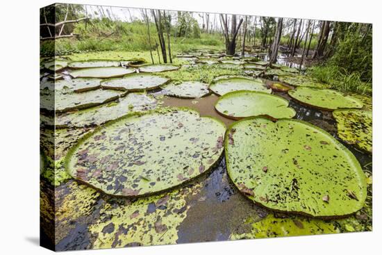 Victoria water lilies (Victoria amazonica), Puerto Miguel, Upper Amazon River Basin, Loreto, Peru-Michael Nolan-Premier Image Canvas