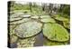 Victoria water lilies (Victoria amazonica), Puerto Miguel, Upper Amazon River Basin, Loreto, Peru-Michael Nolan-Premier Image Canvas