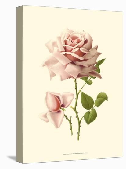 Victorian Rose I-R^ Guillot-Stretched Canvas