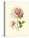 Victorian Rose I-R^ Guillot-Stretched Canvas