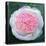 Victorian Rose-William Ireland-Premier Image Canvas