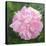 Victorian Rose-William Ireland-Premier Image Canvas