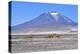 Vicuna, five running across salt flat, Salar de Ascotan, Chile-Daniel Heuclin-Premier Image Canvas