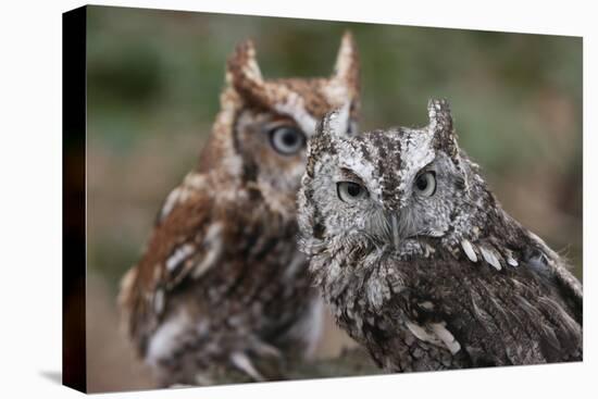 Vienna, Virginia. Pair of Eastern Screech Owls-Jolly Sienda-Premier Image Canvas