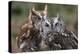 Vienna, Virginia. Pair of Eastern Screech Owls-Jolly Sienda-Premier Image Canvas