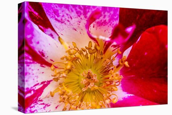 Vienna, Virginia, Yellow, magenta, red, and white petals of a wild rose-Jolly Sienda-Premier Image Canvas