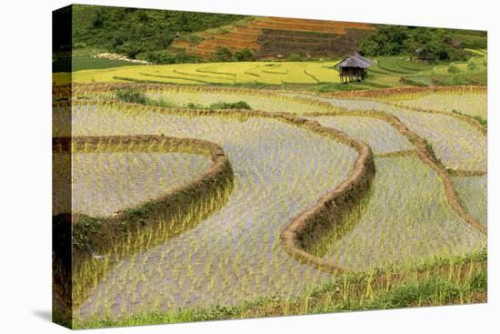 Vietnam . Rice paddies in the highlands of Sapa.-Tom Norring-Premier Image Canvas