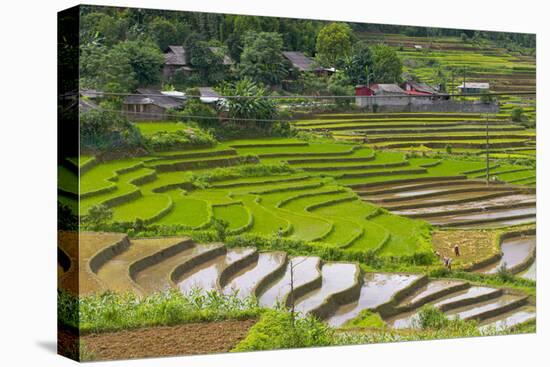 Vietnam . Rice paddies in the highlands of Sapa.-Tom Norring-Premier Image Canvas