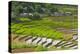 Vietnam . Rice paddies in the highlands of Sapa.-Tom Norring-Premier Image Canvas
