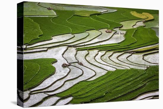 Vietnam . Rice paddies in the highlands of Sapa.-Tom Norring-Premier Image Canvas