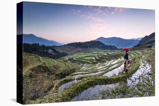 Vietnam, Sapa. Red Dao Woman on Rice Paddies at Sunrise (Mr)-Matteo Colombo-Premier Image Canvas