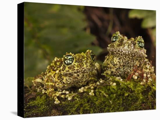 Vietnamese Mossy Frog, Central Pennsylvania, Usa-Joe McDonald-Premier Image Canvas