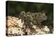 Vietnamese Mossy Frog (Theloderma Corticale), captive, Vietnam, Indochina, Southeast Asia, Asia-Janette Hill-Premier Image Canvas