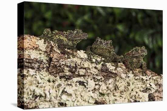 Vietnamese Mossy Frog (Theloderma Corticale), captive, Vietnam, Indochina, Southeast Asia, Asia-Janette Hill-Premier Image Canvas