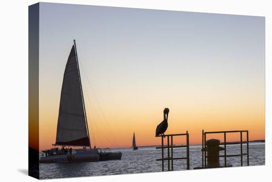 View across the Gulf of Mexico, sunset, brown pelican prominent, Mallory Square-David Tomlinson-Premier Image Canvas