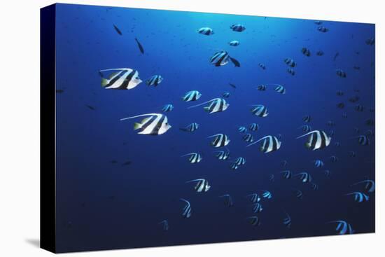 View at School of Fish Longfin Bannerfish-Stuart Westmorland-Premier Image Canvas