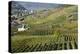 View at Vineyards, the Kellerschlossl and Durnstein, Austria, Wachau, Durnstein-Volker Preusser-Premier Image Canvas