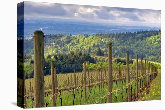 View from Knights Gambit Vineyard, Dundee, Yamhill County, Oregon, USA-Janis Miglavs-Premier Image Canvas