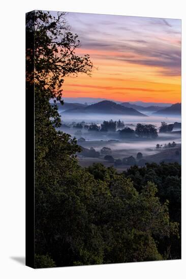 View From The Trees, Sunrise Petaluma Hills, Sonoma County-Vincent James-Premier Image Canvas
